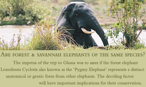 elephant conservation