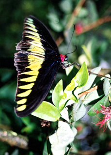 The Rajah Brooke’s Birdwing (Troides brookiana)