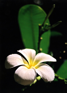 ACUTIFOLIA PLUMERIA FLORA