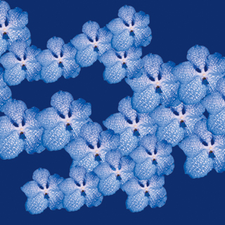 Vanda x Rothschildianum Designer Orchid Prints