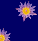 aromatherapy massage oils
